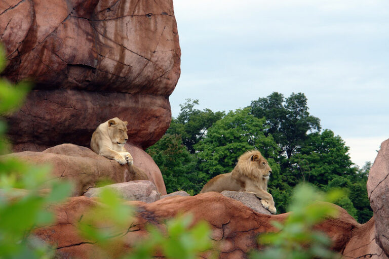 Les 8 Plus Grands Zoos Voyage Parmi les Géants Animaliers — free download
